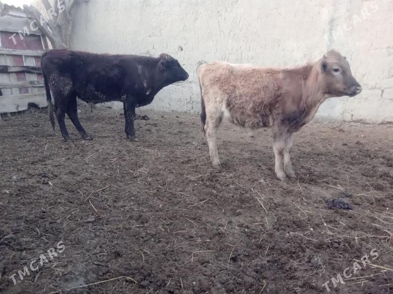 ökuz tuwe - Бахарден - img 1