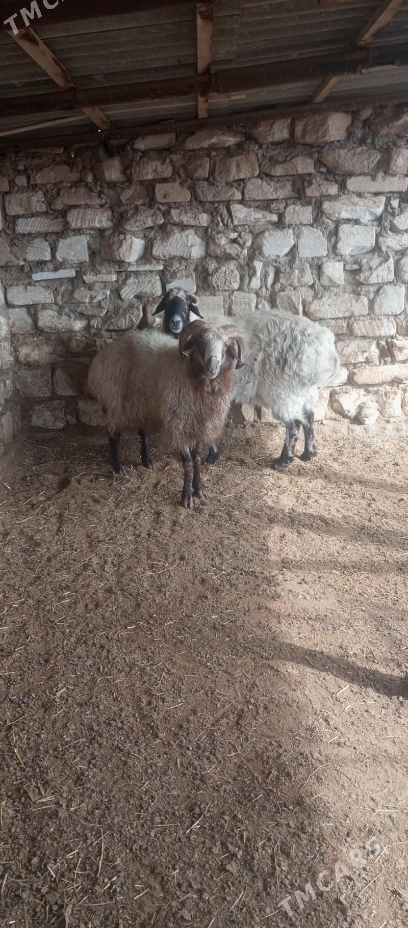 goç - Balkanabat - img 1