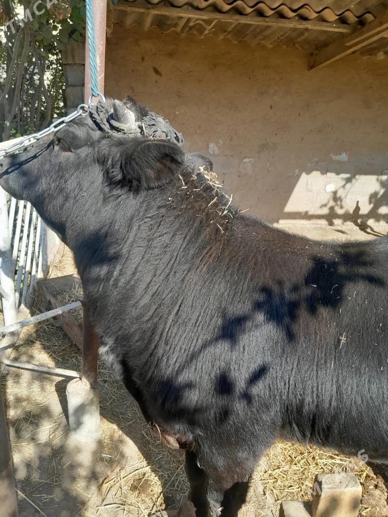 okuz - Бекреве - img 1