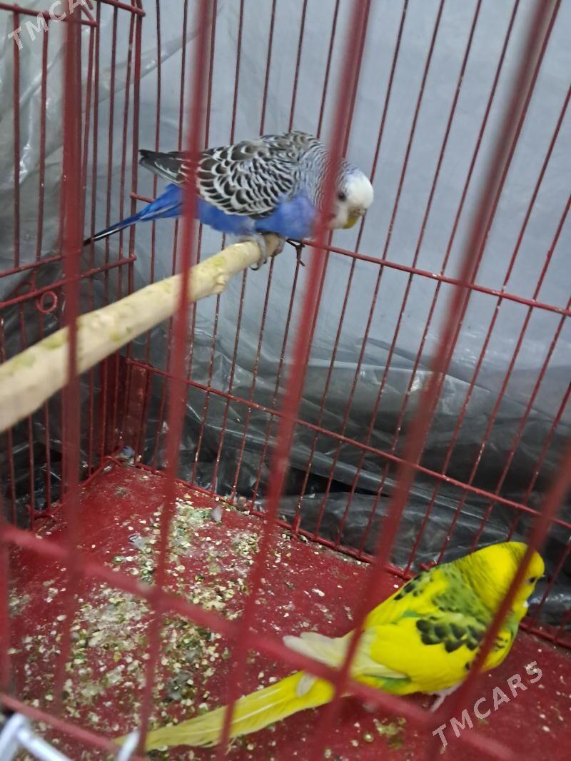 Papugaý - Çoganly - img 1