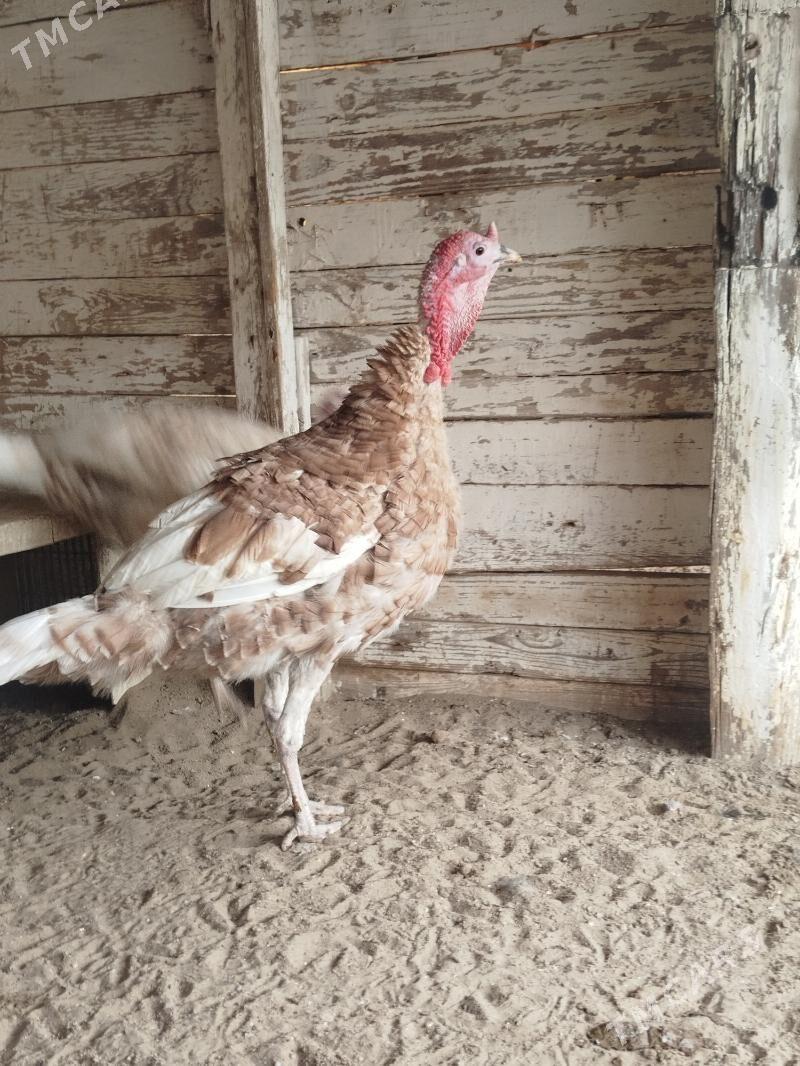 erkek induk - Jebel - img 1