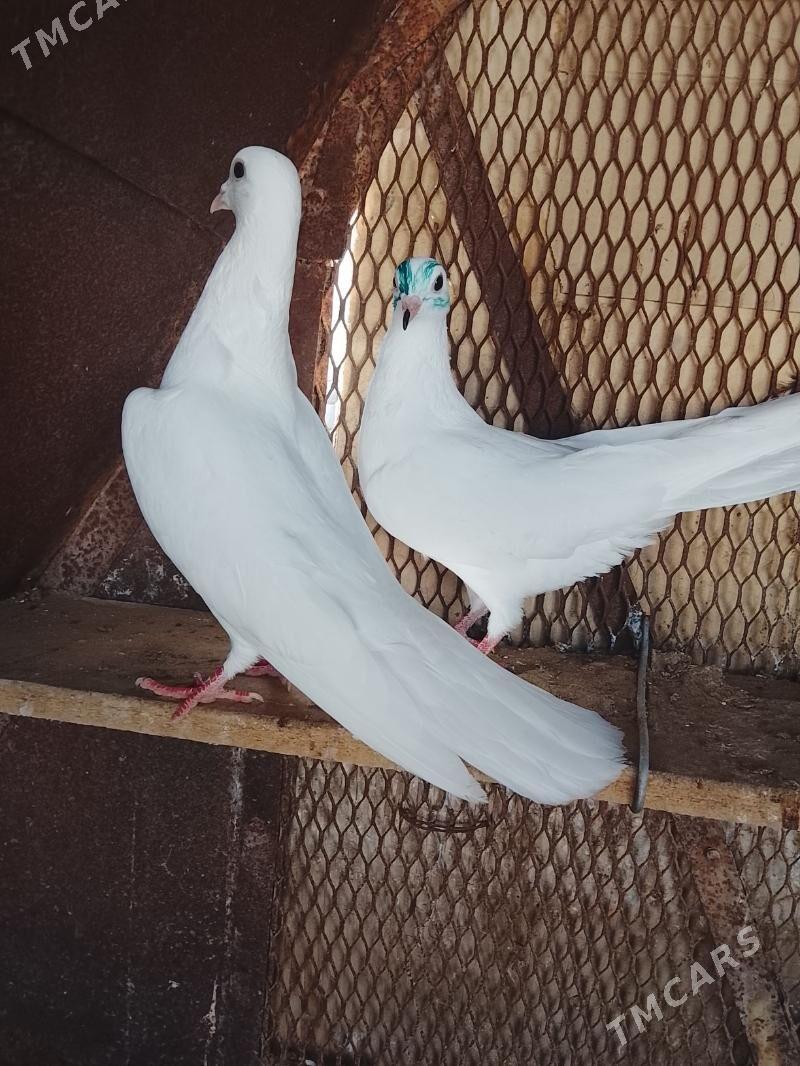 Kepderi - Мары - img 1