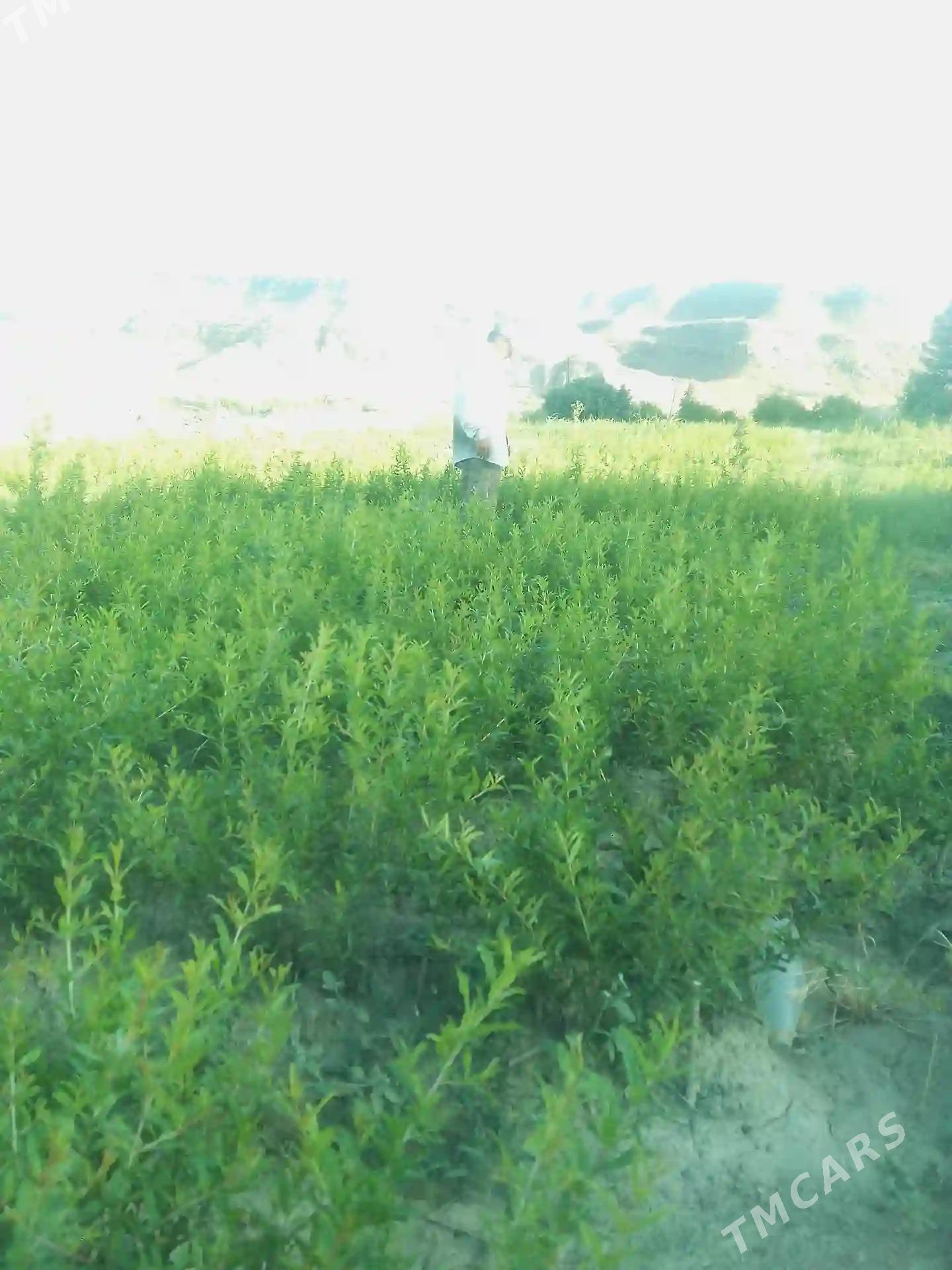 Garrygalanyn̈ nar nahallary. - Mary - img 1