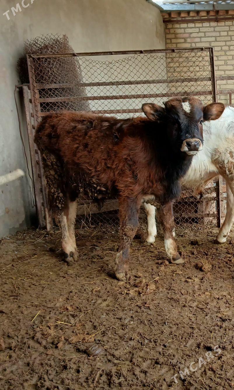 okuzce - Bäherden - img 1