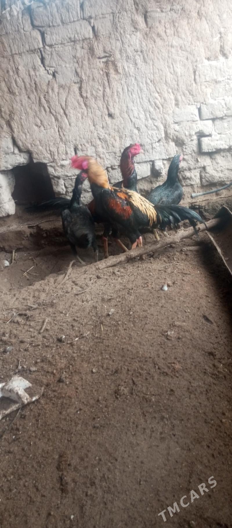 байсы хораз - Sakar - img 1