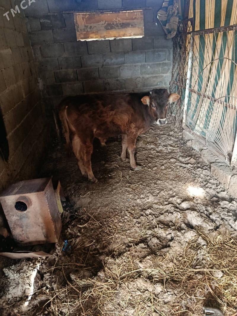 öküzce - Gökdepe - img 1