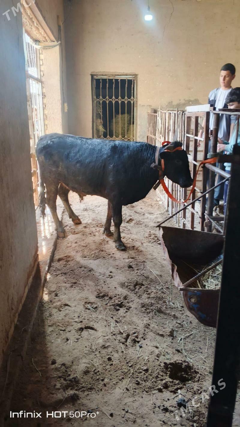 Ôkuz - Мары - img 1