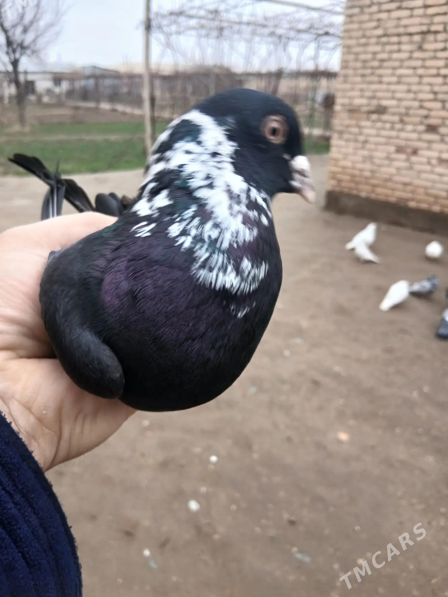 kepder - Farap - img 1