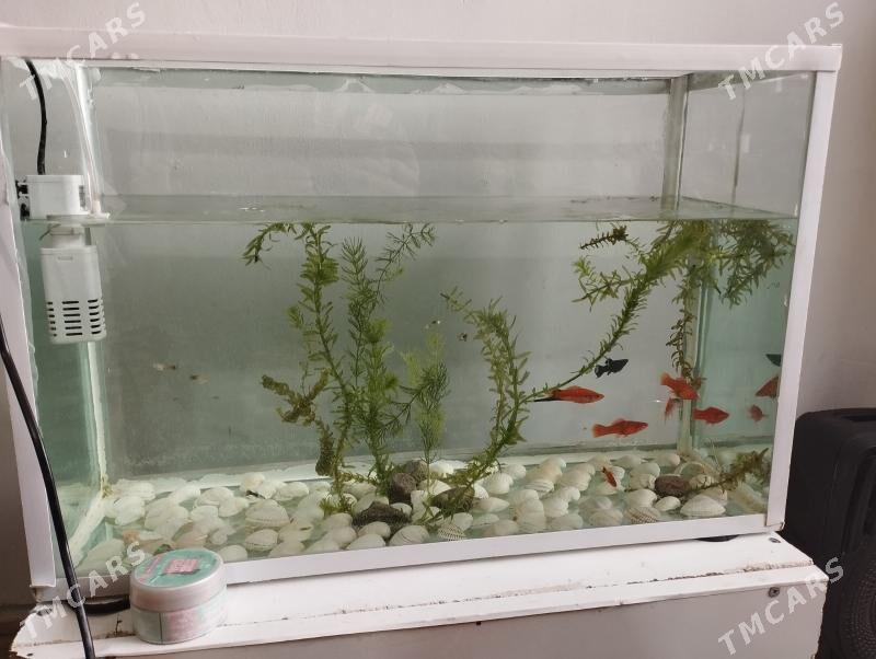 Akwarium - Türkmenbaşy - img 1