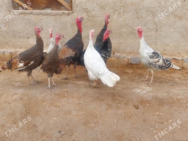 induk - Tejen - img 1