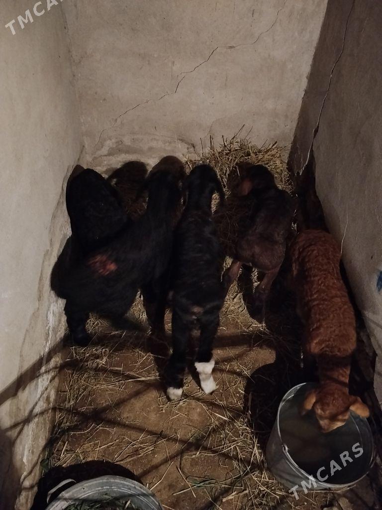 Gisar guzylar - Дянев - img 1