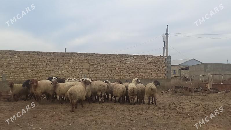 Satlyk Goyun - Гызыларбат - img 1