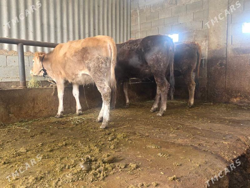 tüwe - Бахарден - img 1