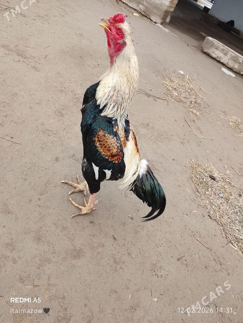 HORAZ - Дянев - img 1