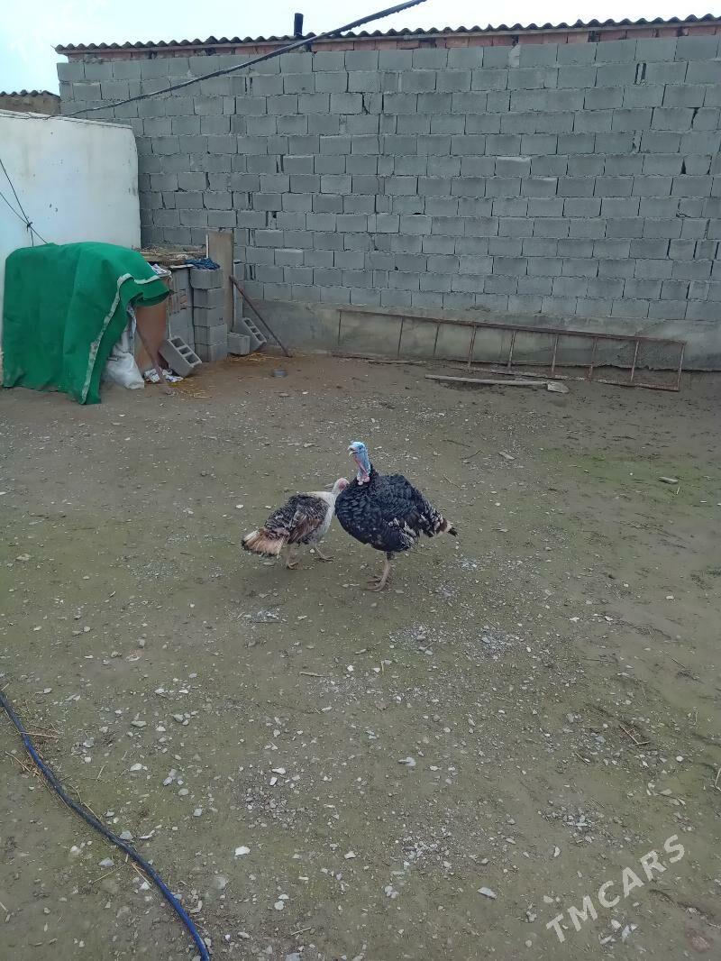 unduk - Бахарден - img 1