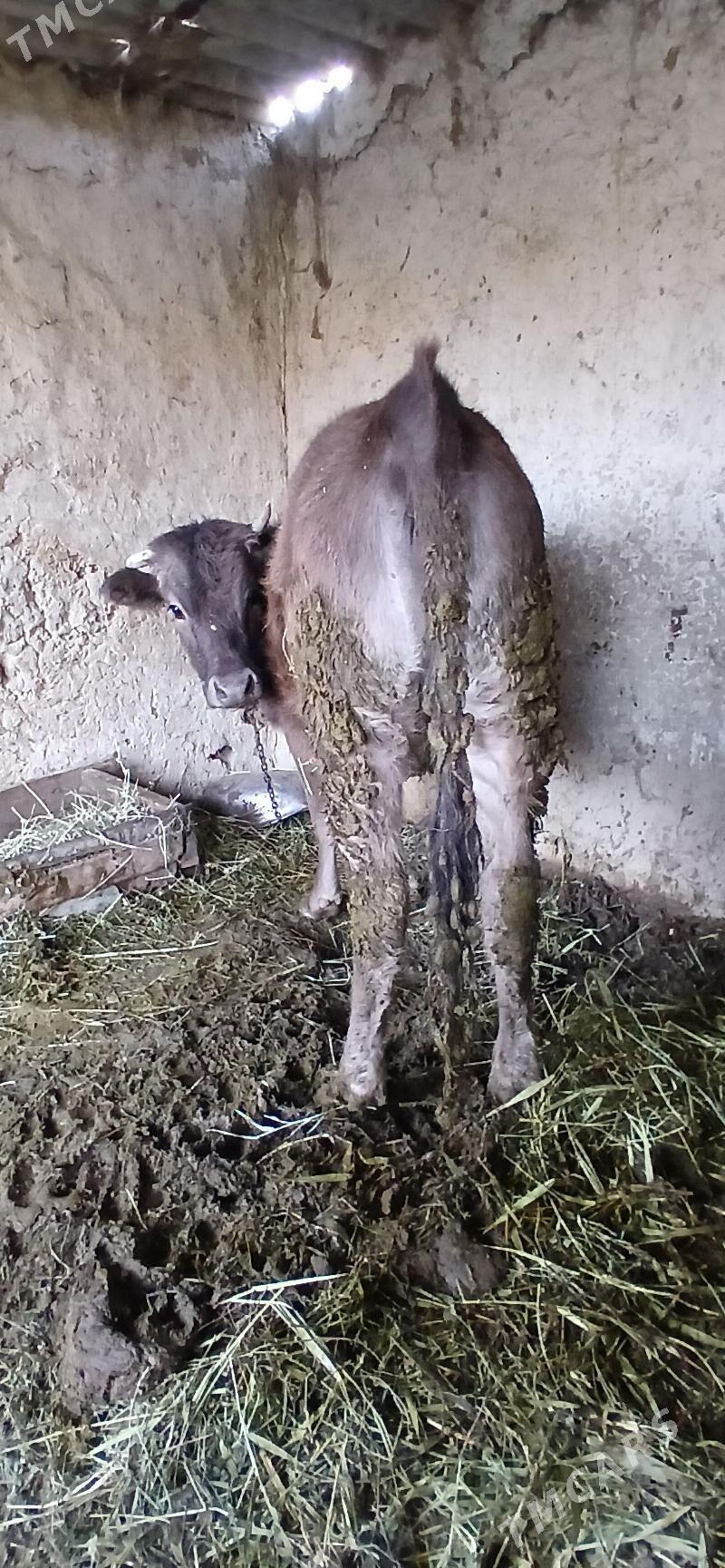 tuwe - Бахарден - img 1