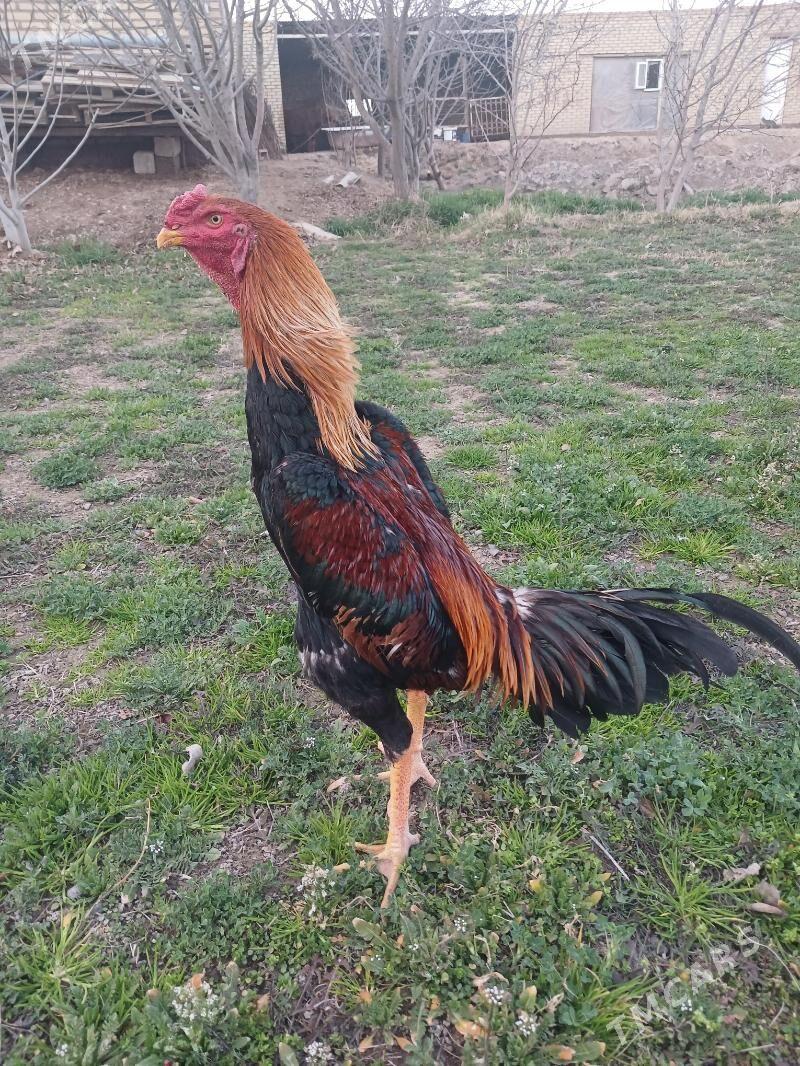 Paroda Baysok Horaz - Mary - img 1