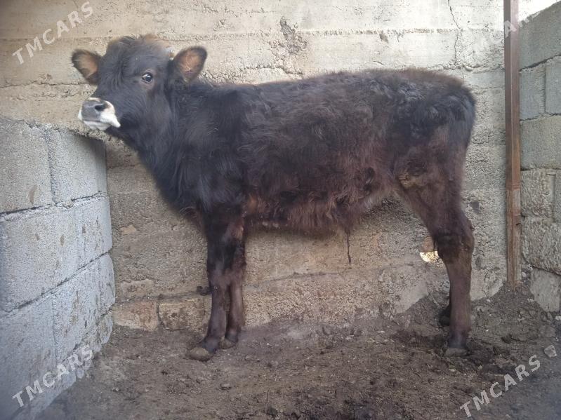 okuz - Aşgabat - img 1