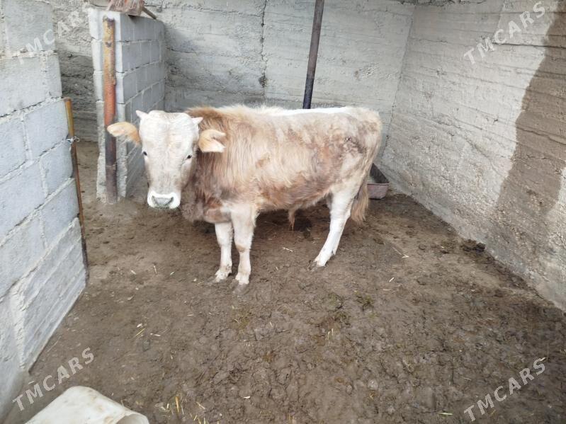 Ökzçe - Gumdag - img 1