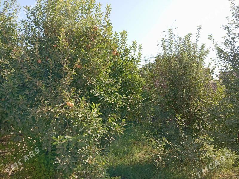 satlyk jaý - Daşoguz - img 1