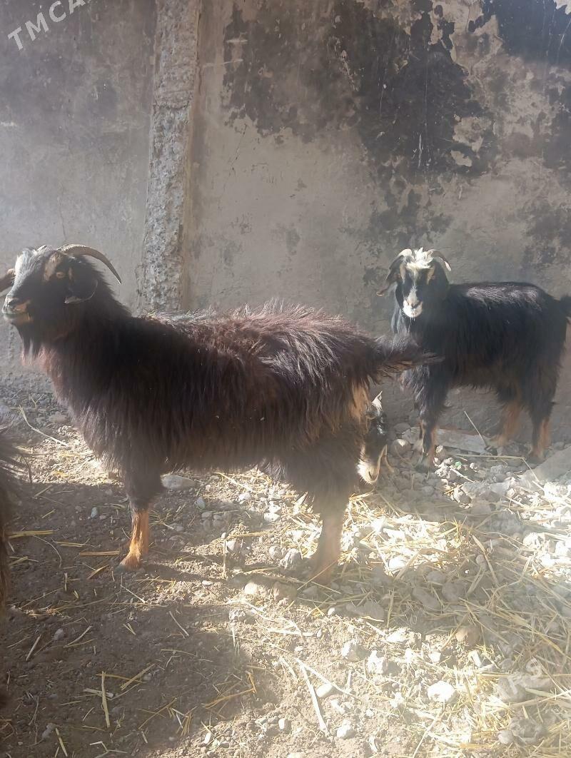 Geçi - Gypjak - img 1