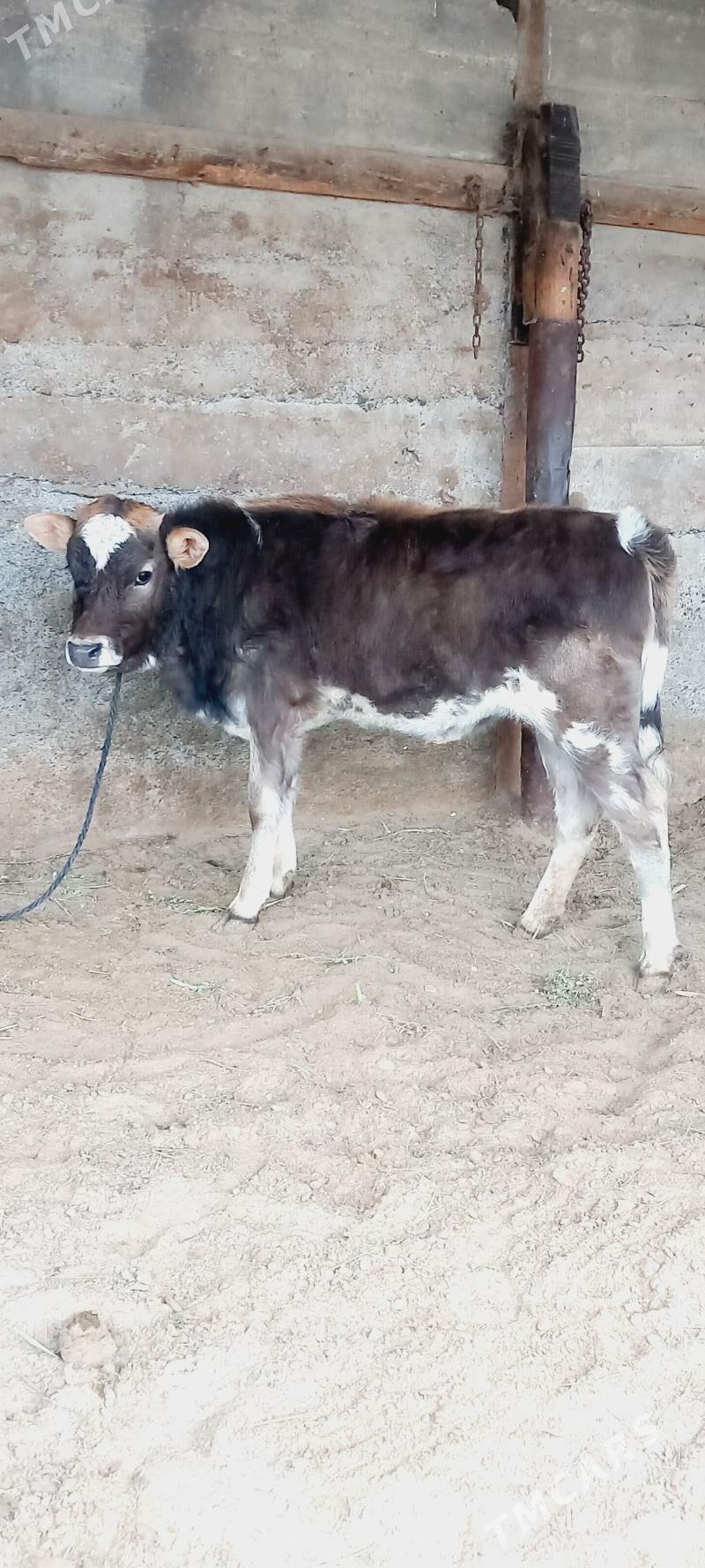 tuwe - Гёкдепе - img 1