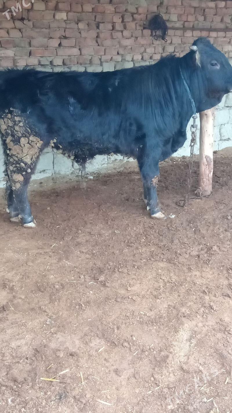 bakylan şiwes öküz - Bäherden - img 1