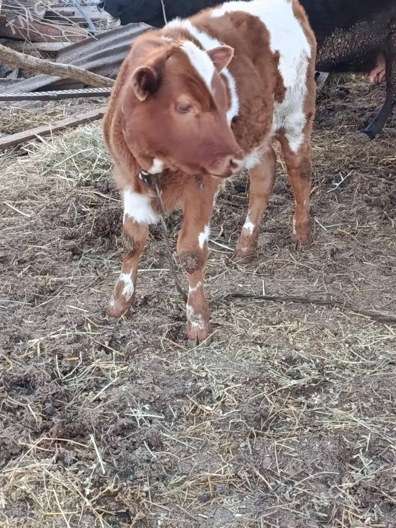 simental okuz - Türkmenabat - img 1