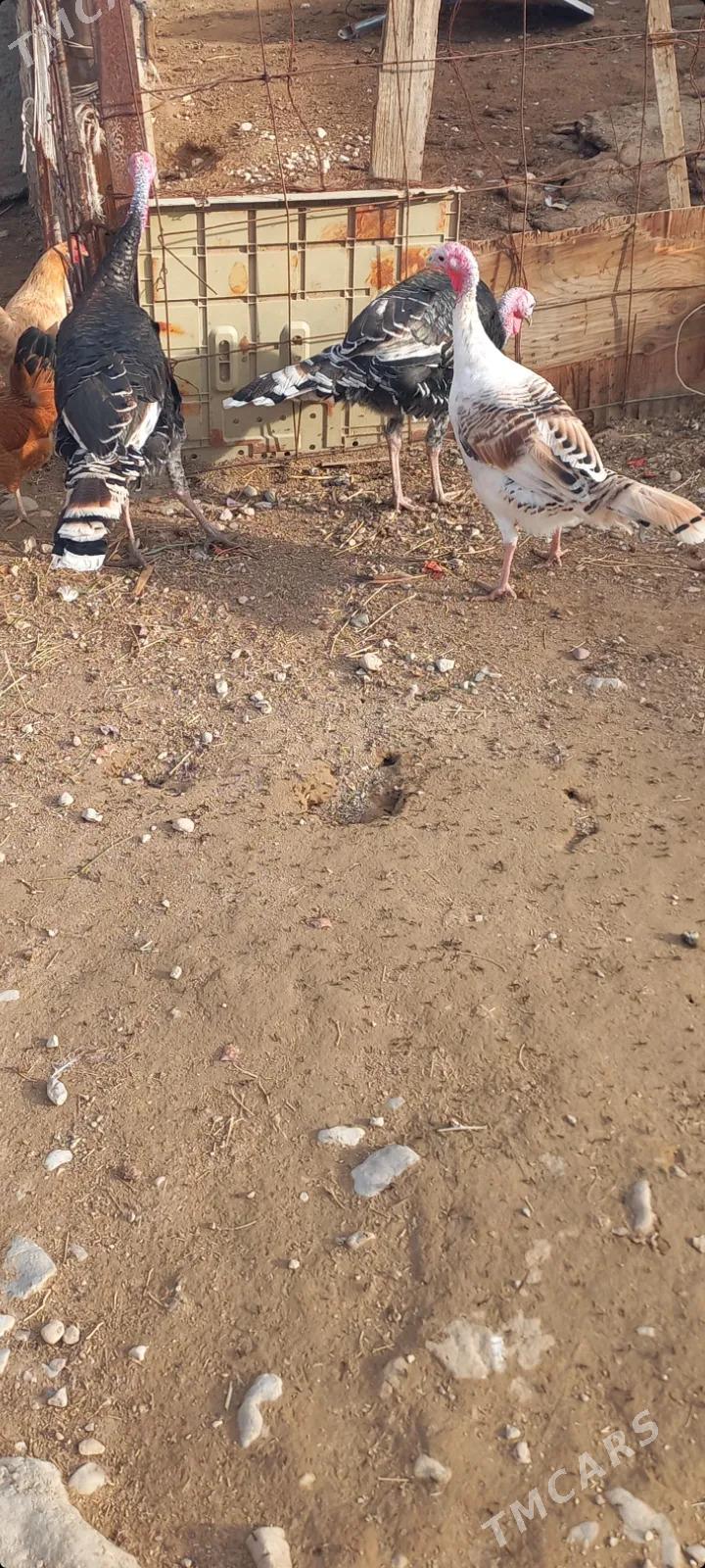 indyk - Balkanabat - img 1