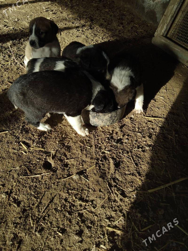 Alabay - Çärjew - img 1