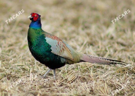 yasyl sulgun yumurtgasy fazan - Aşgabat - img 1