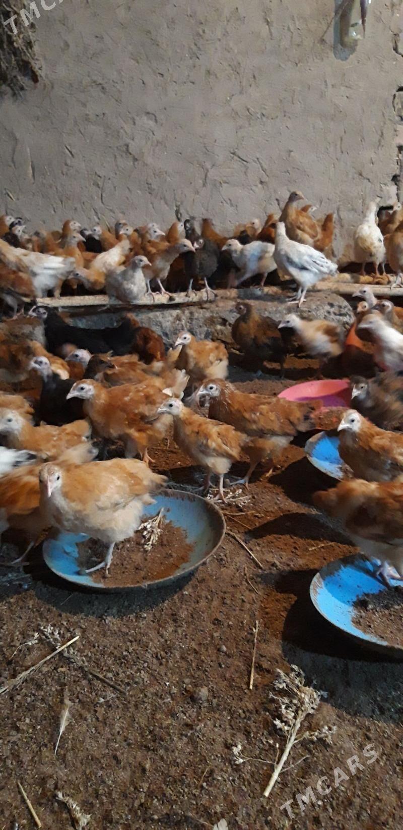 Jùýje - Gubadag - img 1