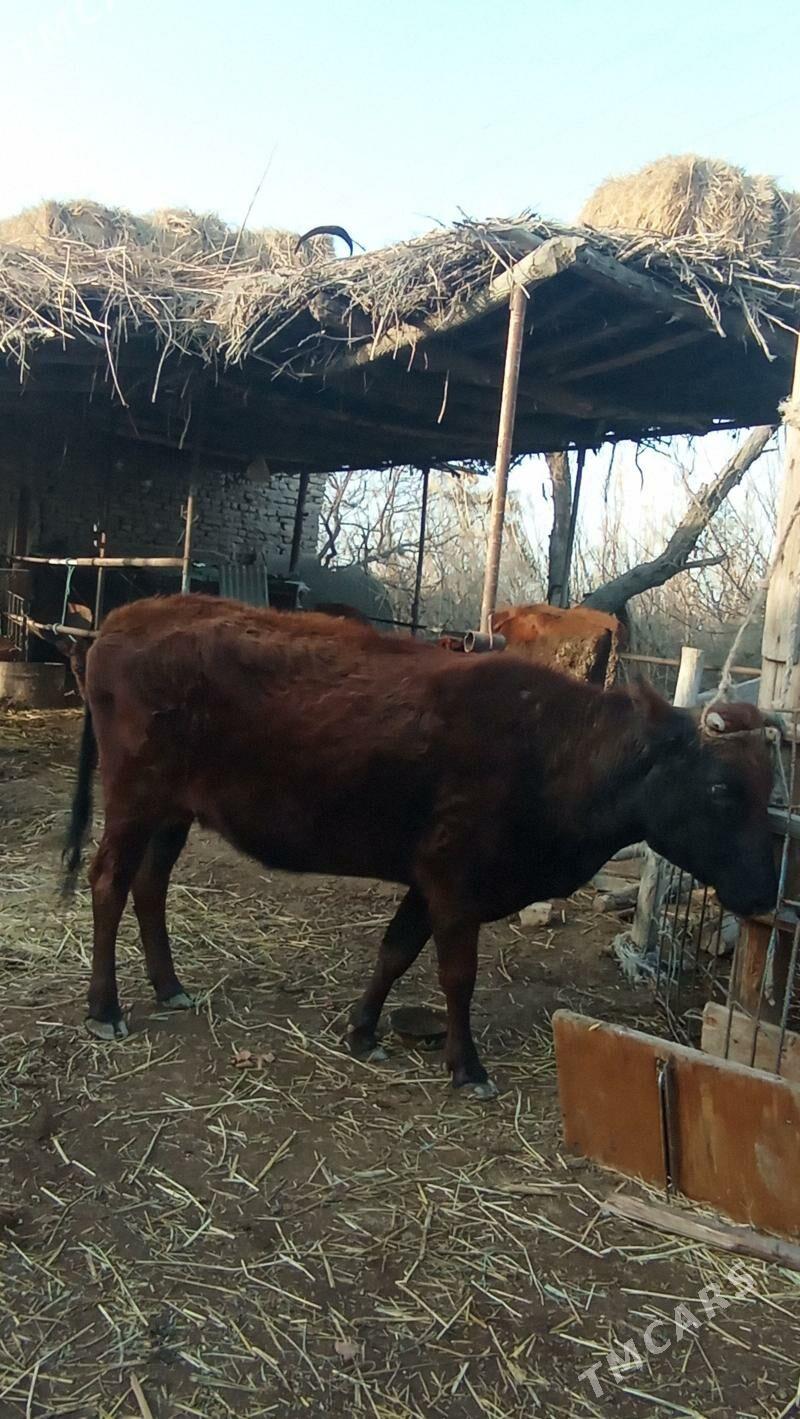 sygyr - Sakar - img 1