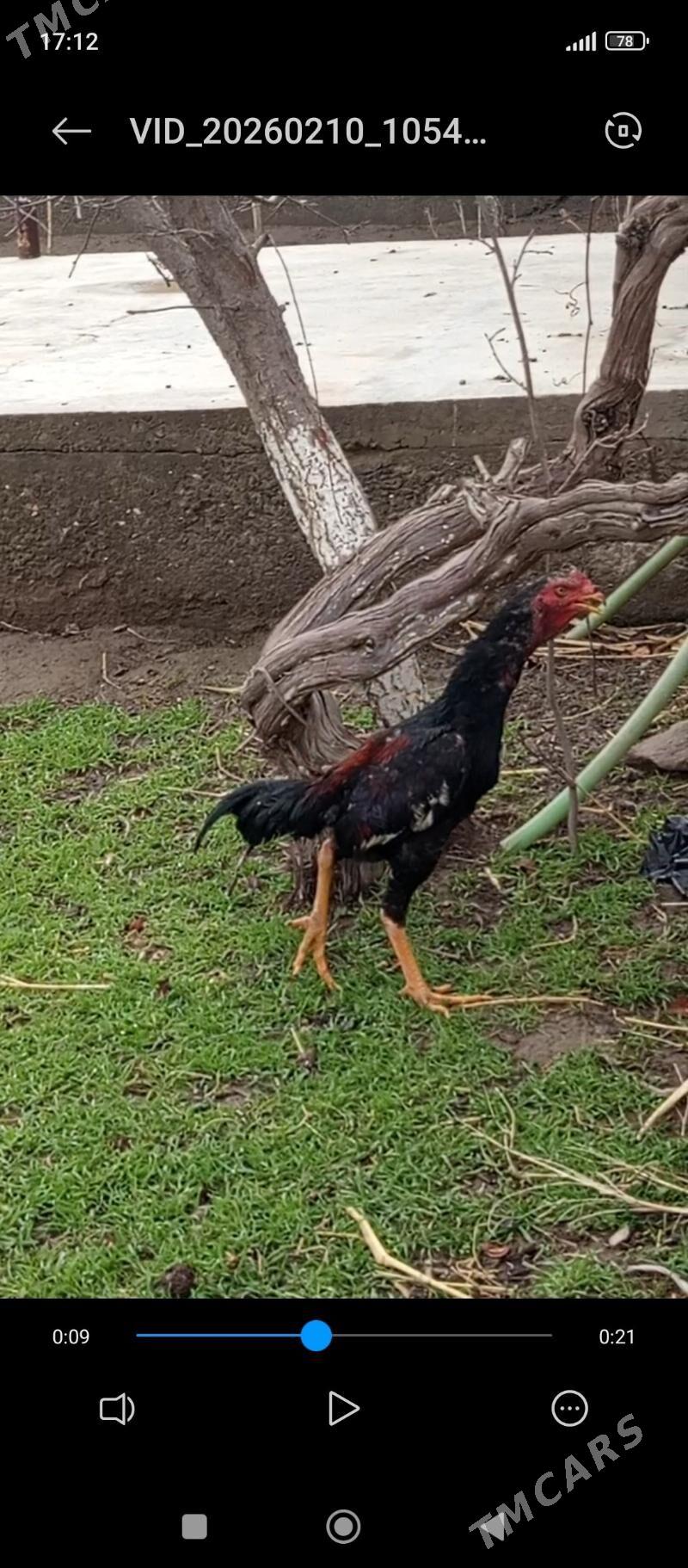 байсов жуже - Türkmenabat - img 1