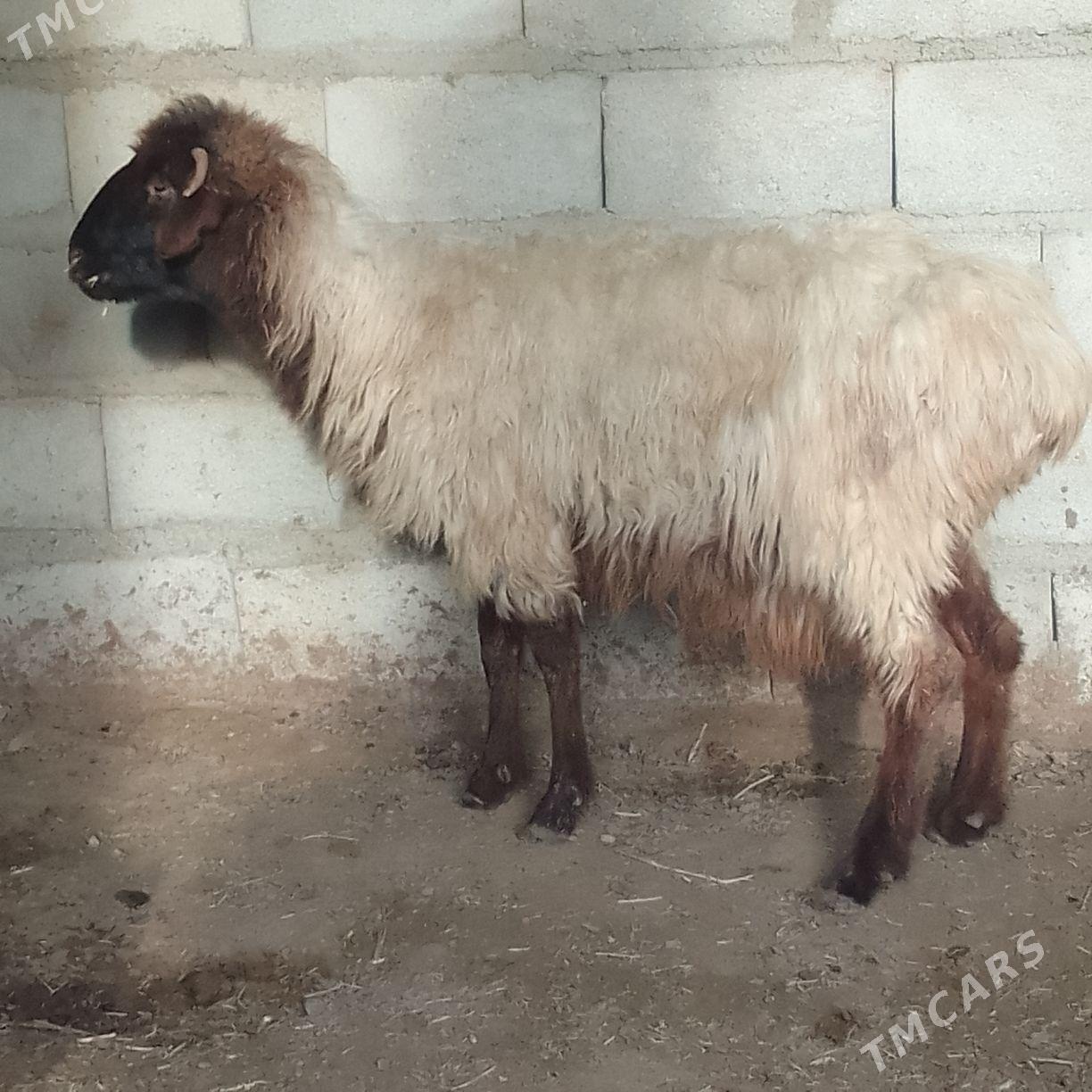 Bogaz goýun - Берекет - img 1