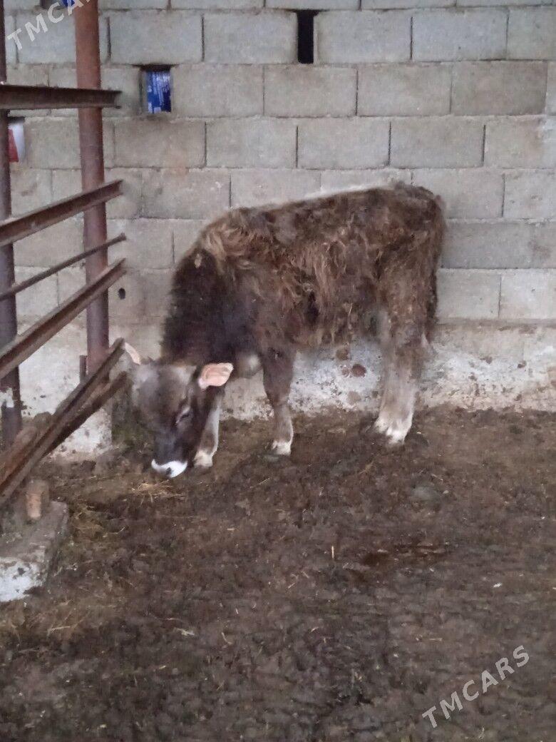 sifes okuz - Aşgabat - img 1