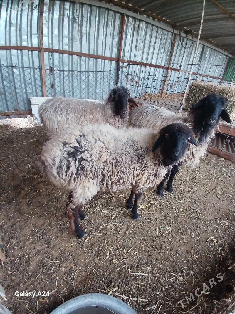 Goyun 3sanyGoyun 3 sany - Мары - img 1