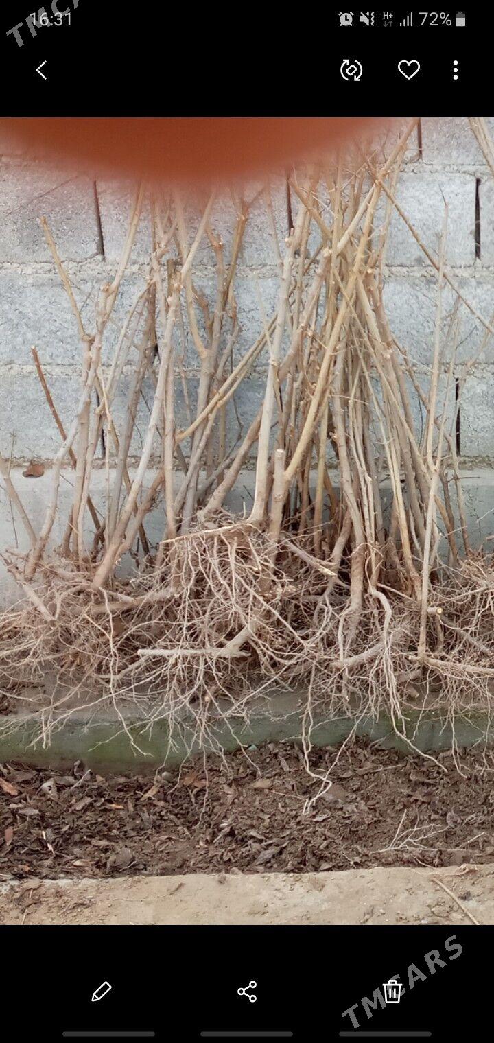 Nar şitil - Гёкдепе - img 1