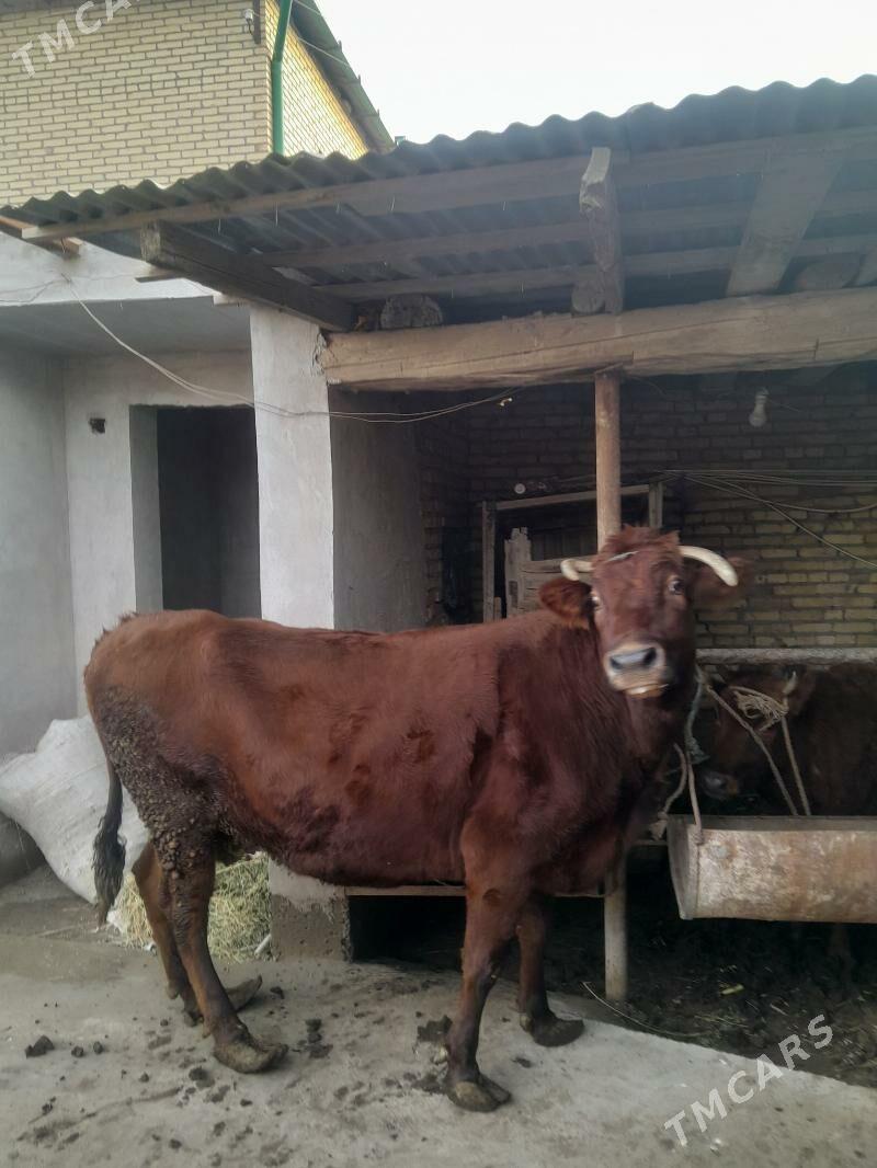 самиз инак каты самиз - Çärjew - img 1