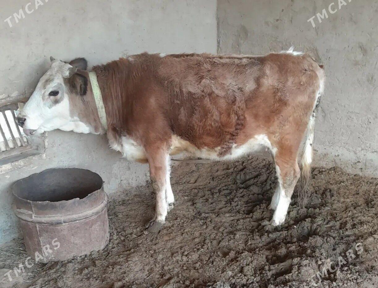 bakylan gulajyn - Векильбазар - img 1