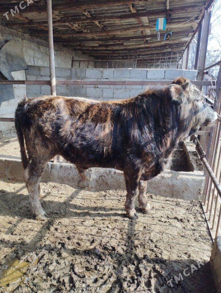 okuz - Бузмеин - img 1