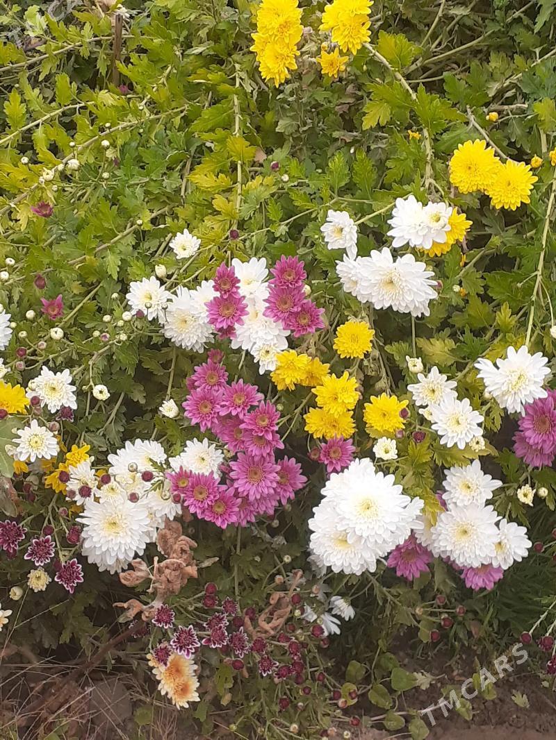 ХРИЗАНТЕМА .РОМАШКИ - Bekrewe - img 1