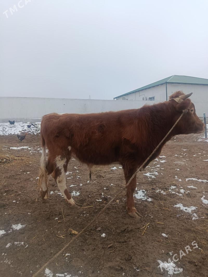 öküz - Şabat etr. - img 1