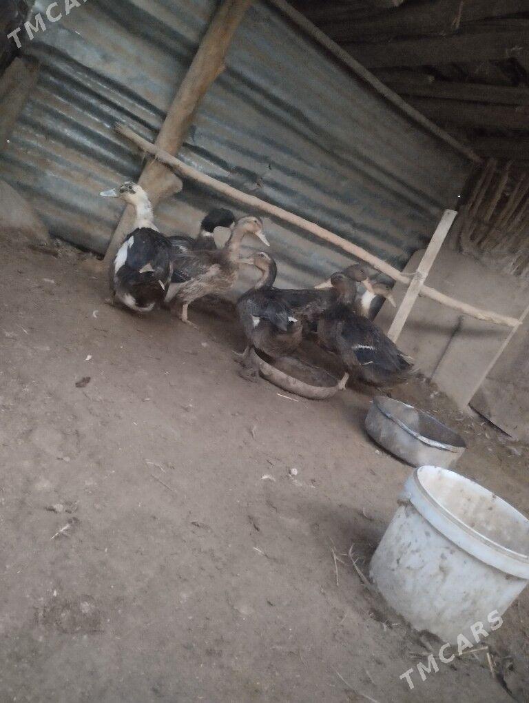 gak gak ördek - Чарджоу - img 1