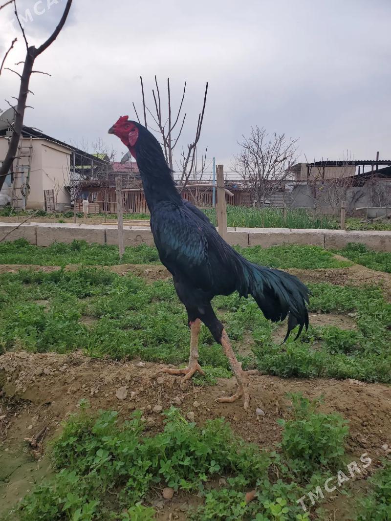 taskent - Херрикгала - img 1