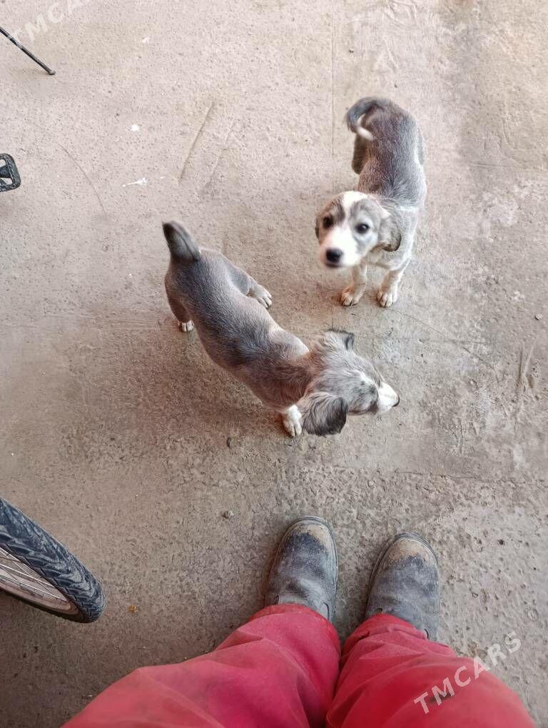 тазы гужтазы. - Туркменабат - img 1