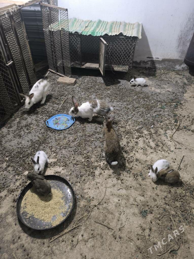 towsan - Kaka - img 1