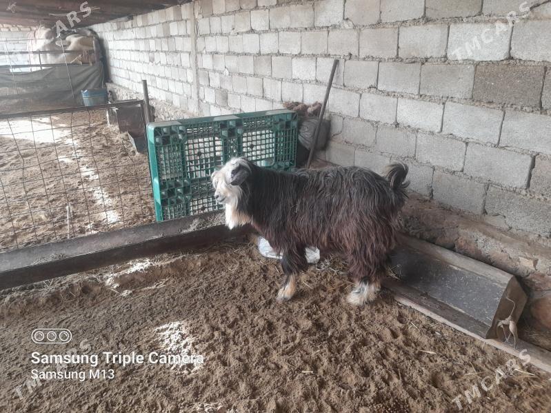 Teke - Балканабат - img 1