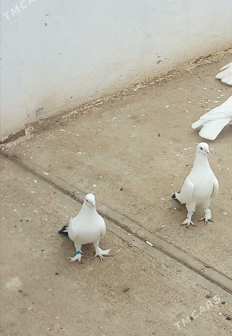 Kepderi - Çoganly - img 1