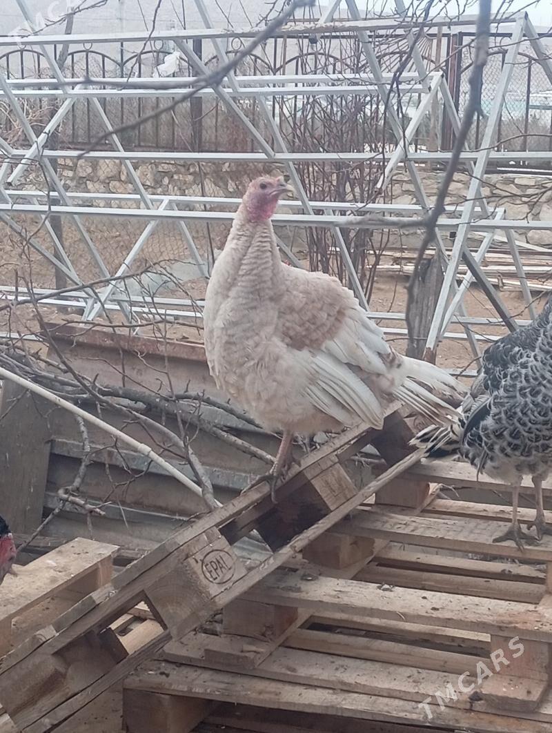 indyuk - Туркменбаши - img 1